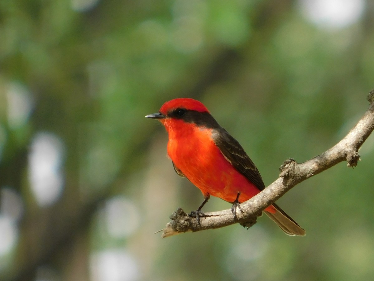 Vermilion Flycatcher - ML644662949