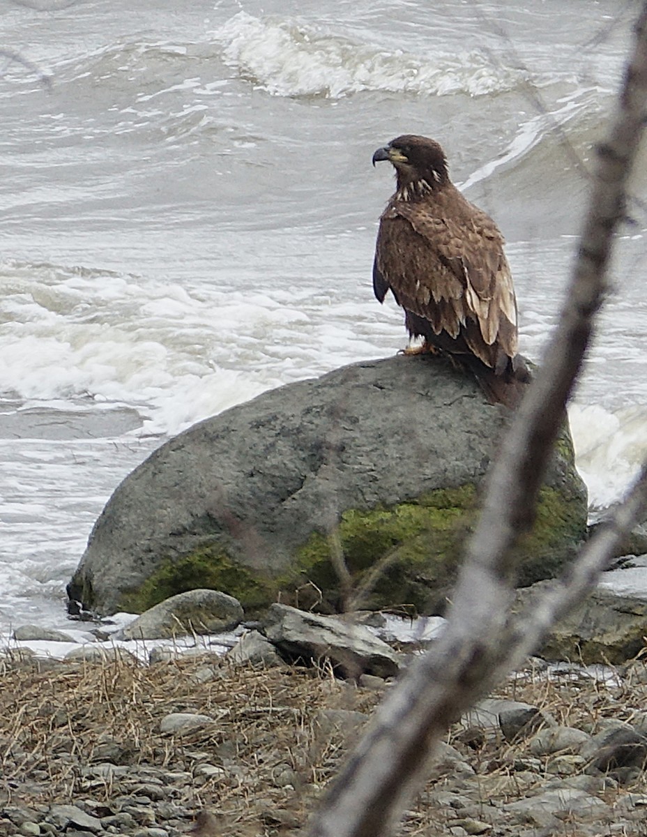 Bald Eagle - ML644662960
