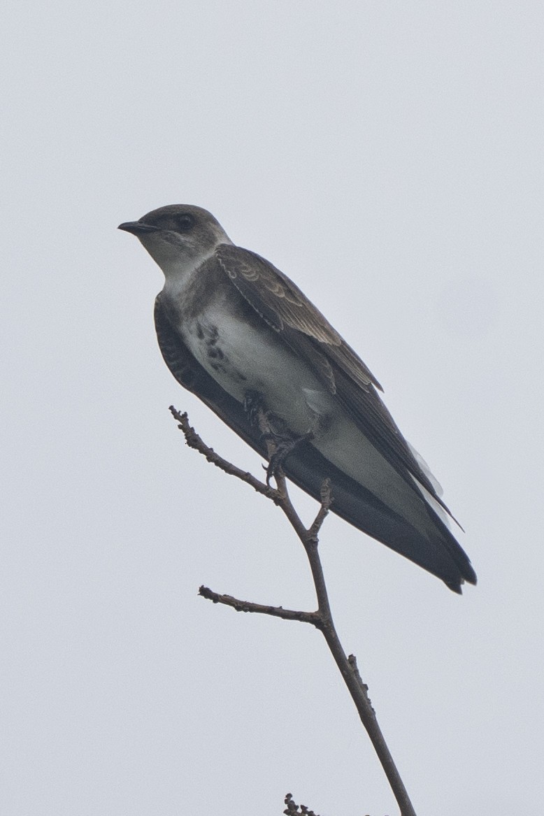 Brown-chested Martin - ML644662961