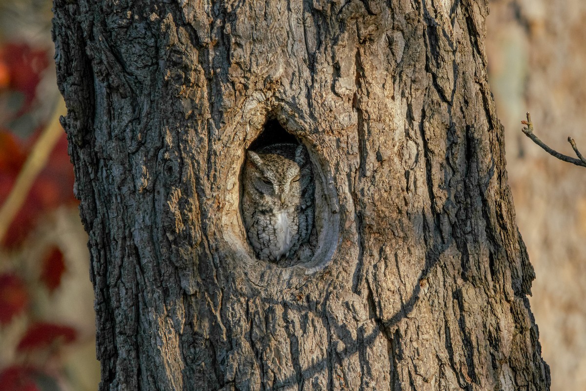Eastern Screech-Owl - ML644662963