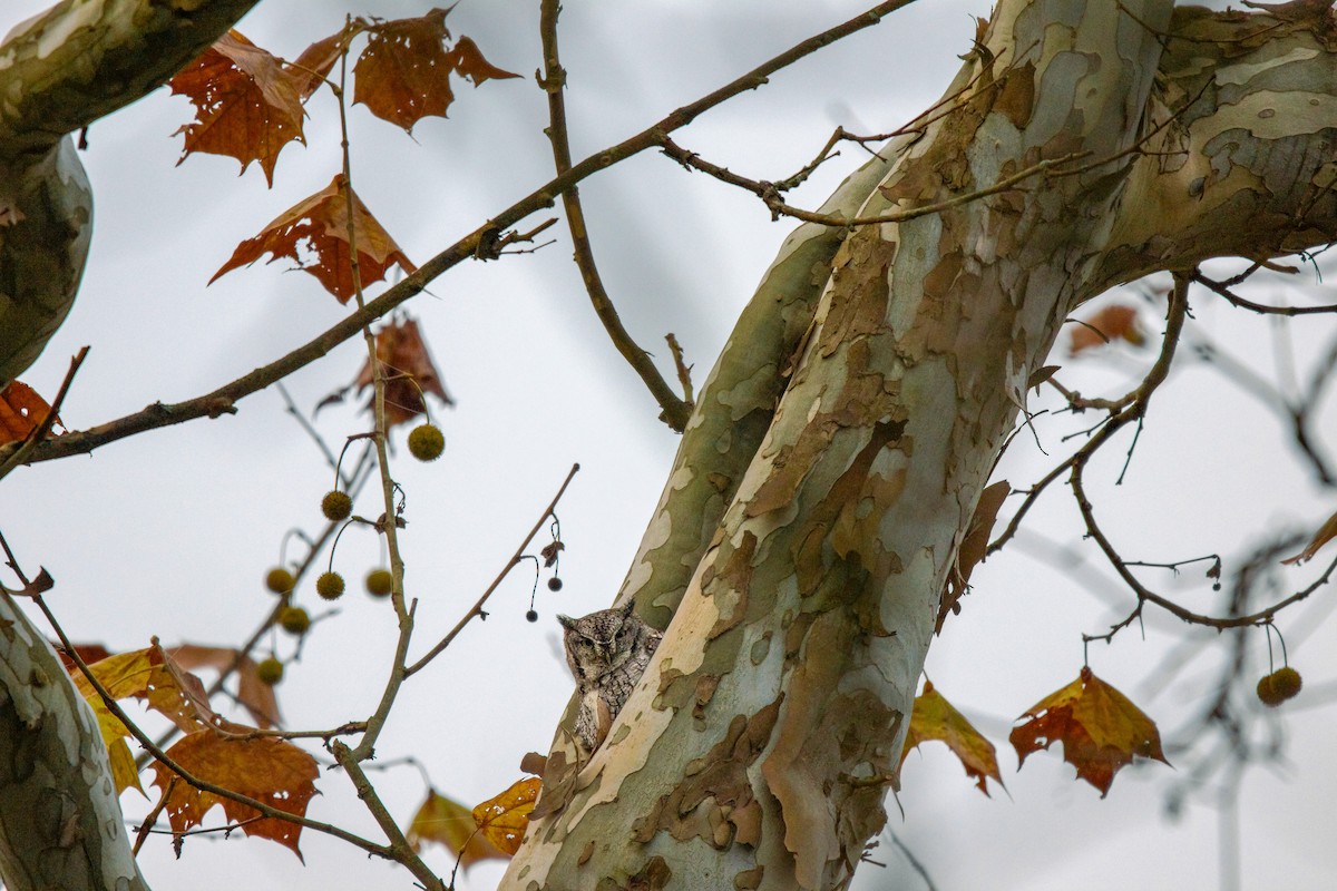 Eastern Screech-Owl - ML644662964