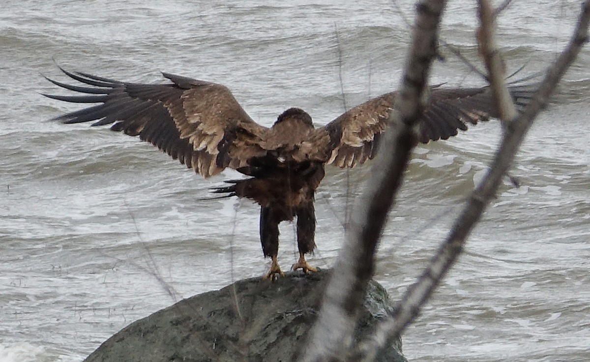 Bald Eagle - ML644662967