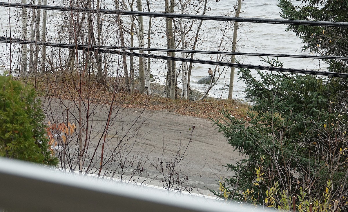 Bald Eagle - ML644662969