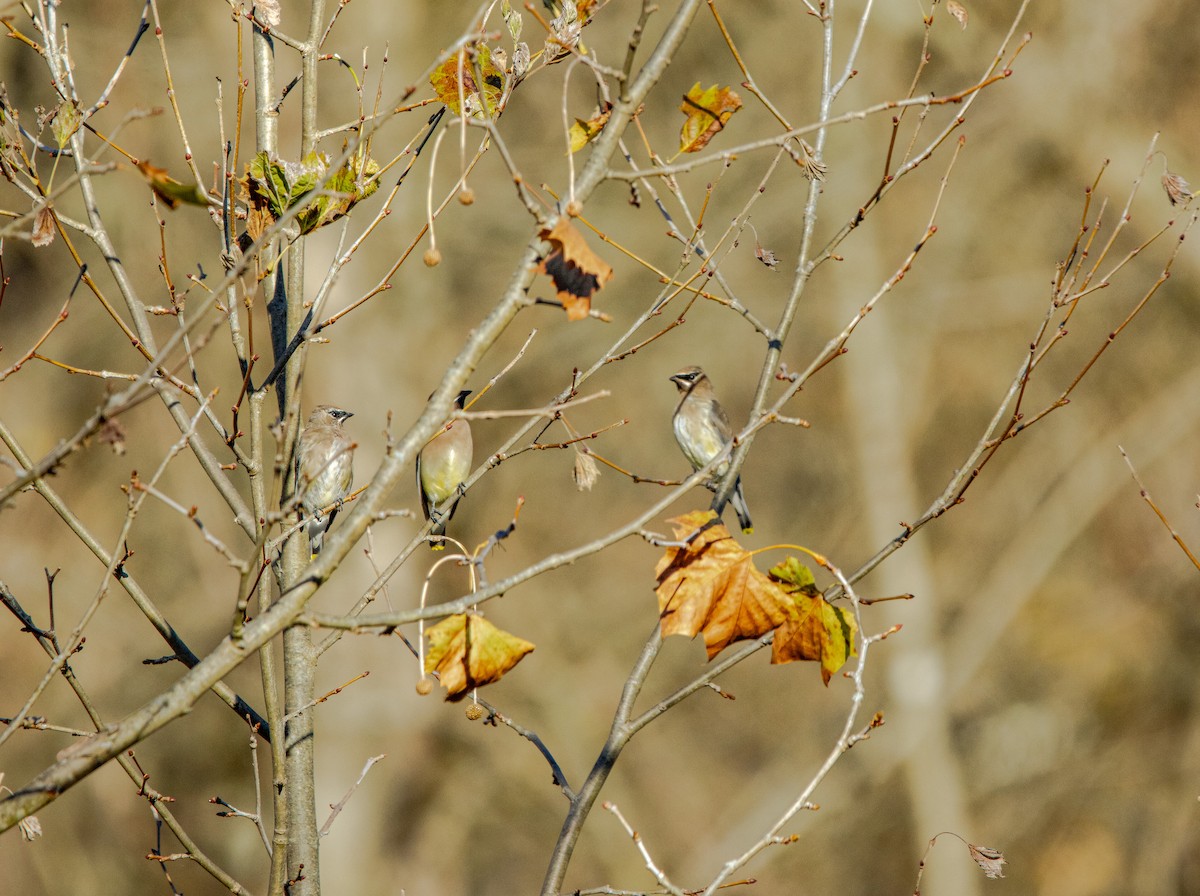 ציצנית אמריקנית - ML644662971