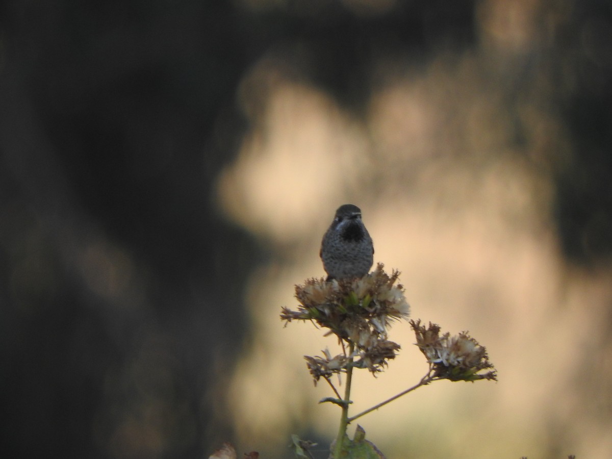 Bronze-tailed Comet - ML644662974