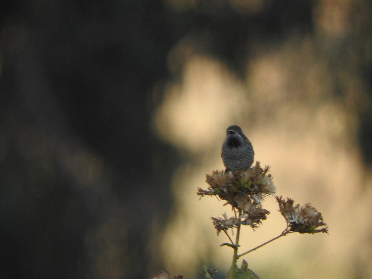 Bronze-tailed Comet - ML644662975