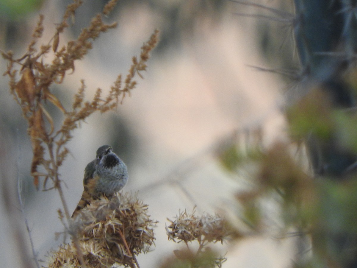 Bronze-tailed Comet - ML644662976
