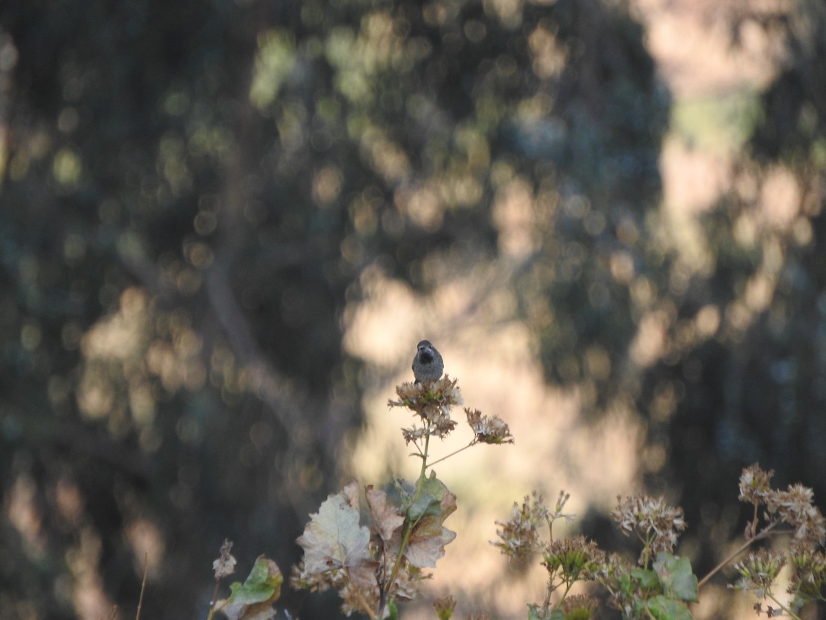 Bronze-tailed Comet - ML644662977