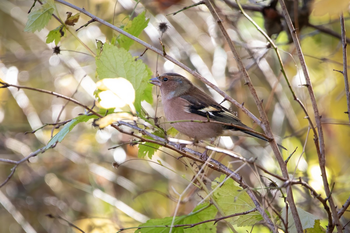 פרוש מצוי - ML644662983