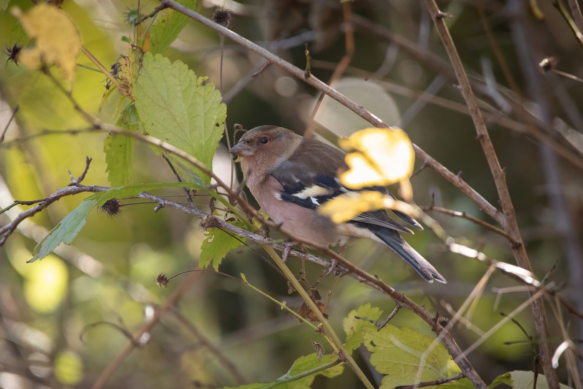פרוש מצוי - ML644662984