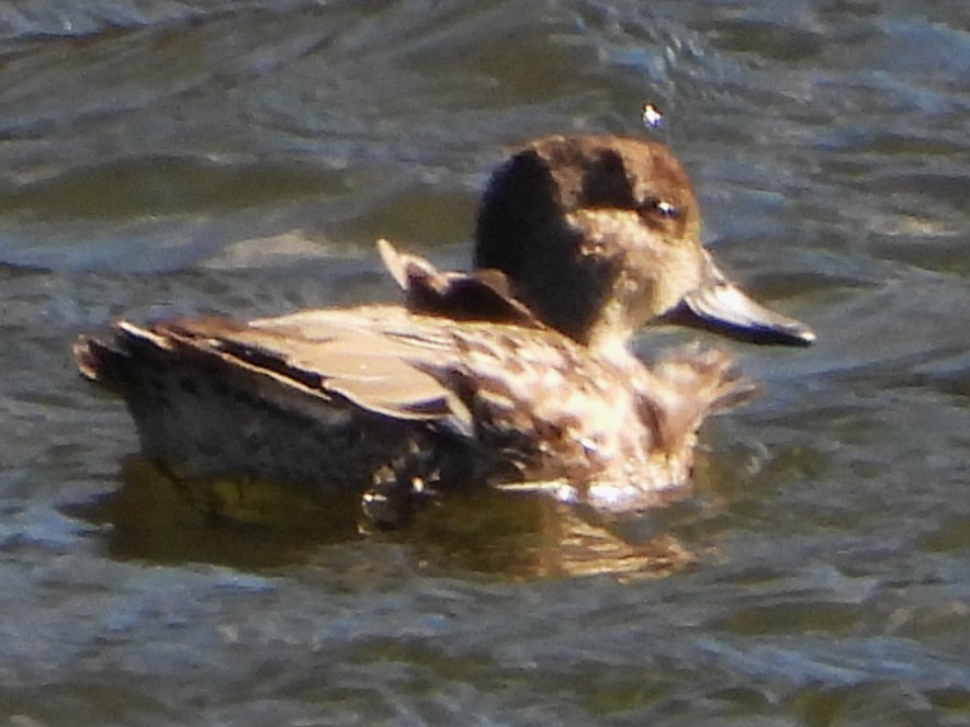 krikkand - ML644662985