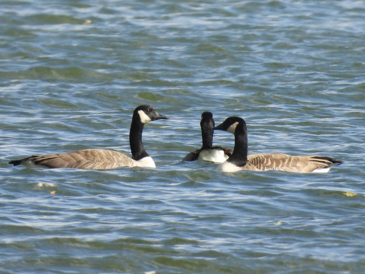 Bernache du Canada - ML644662988