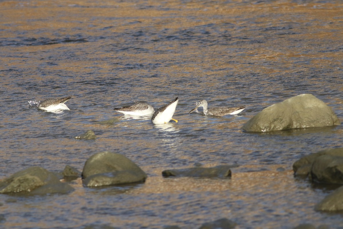 Grand Chevalier - ML644662994