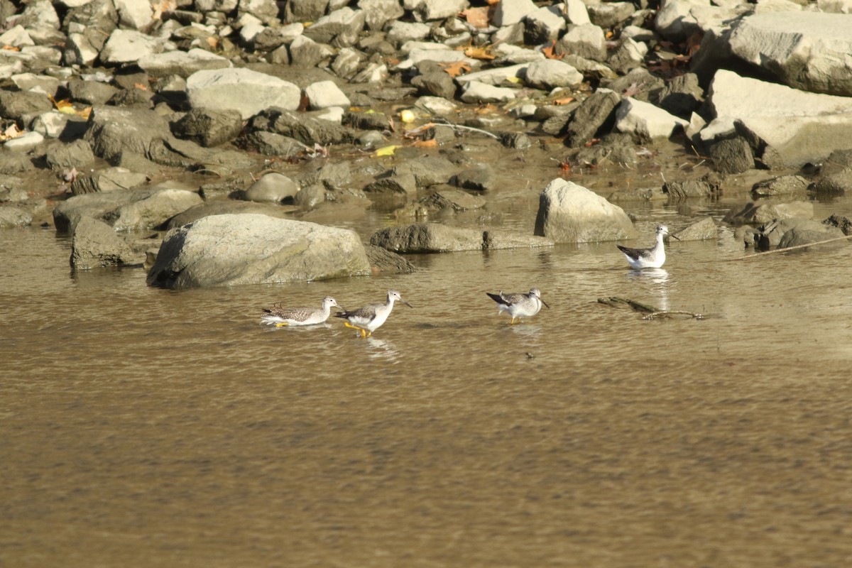 Grand Chevalier - ML644662996