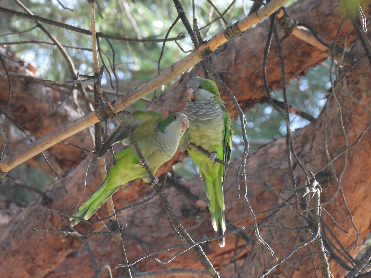 Perriche veuve - ML644663009