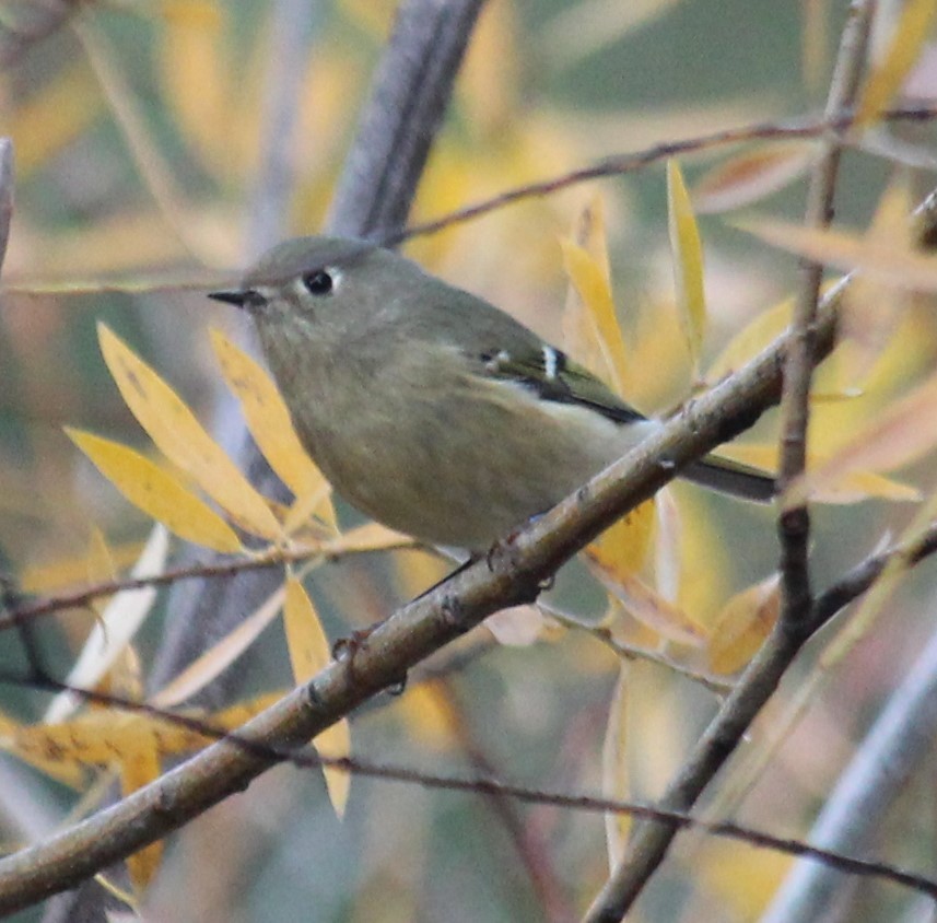 Ruby-crowned Kinglet - ML644663014