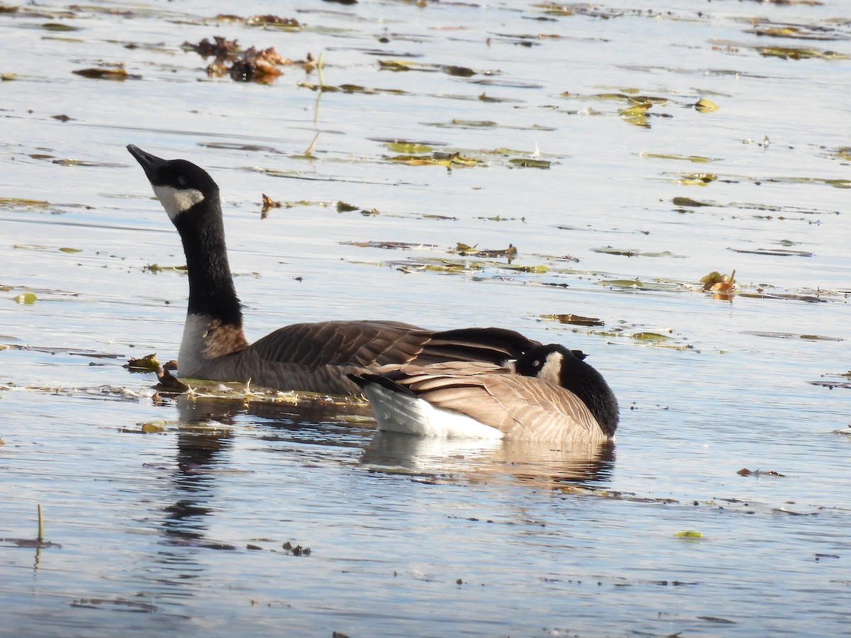 Bernache du Canada - ML644663015