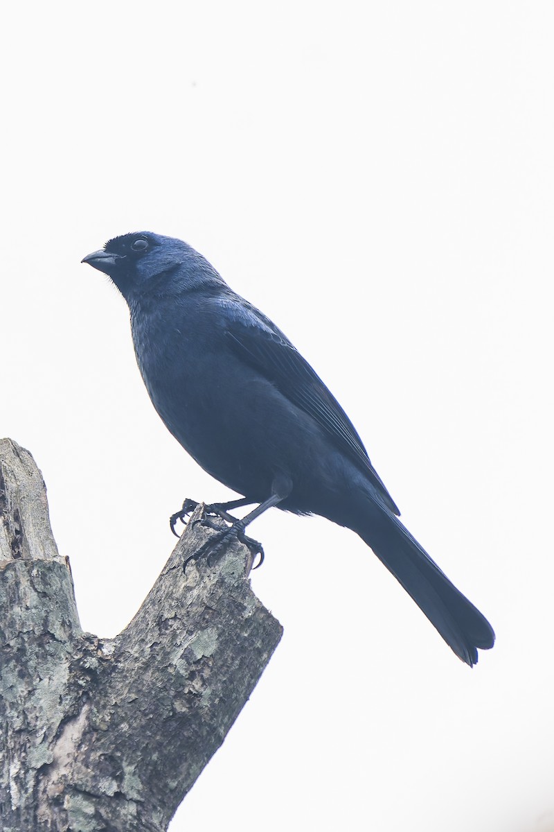 diademtanagar - ML644663017