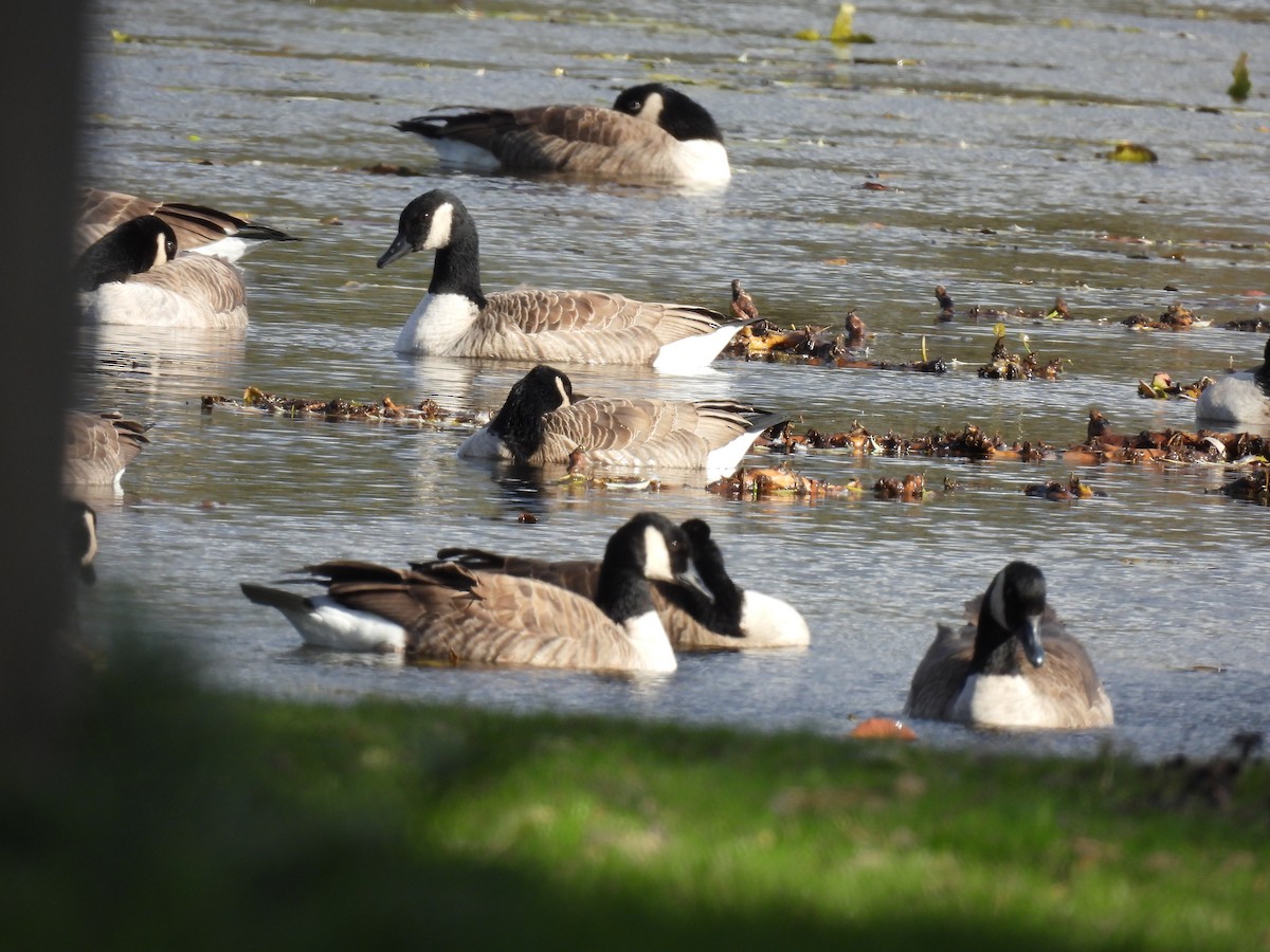 Bernache du Canada - ML644663019