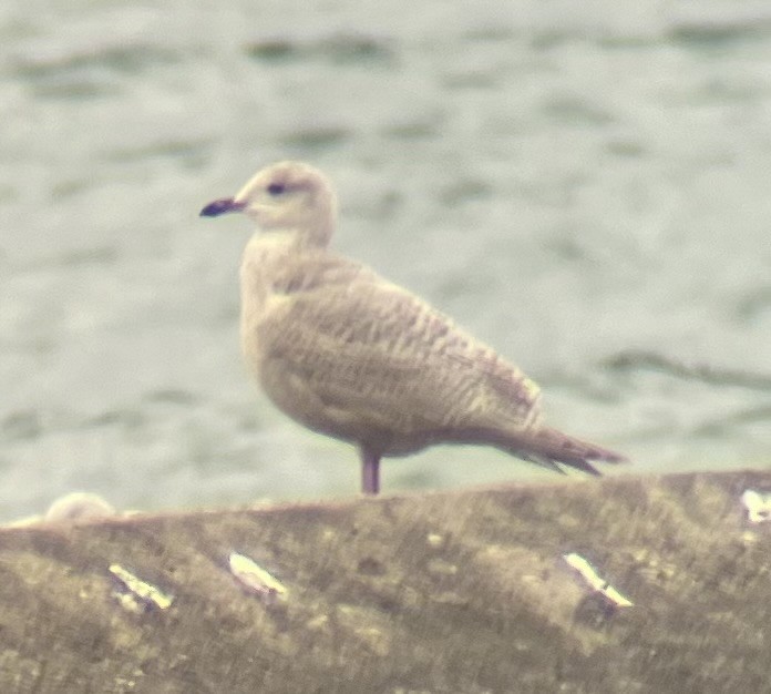 Iceland Gull - ML644663020