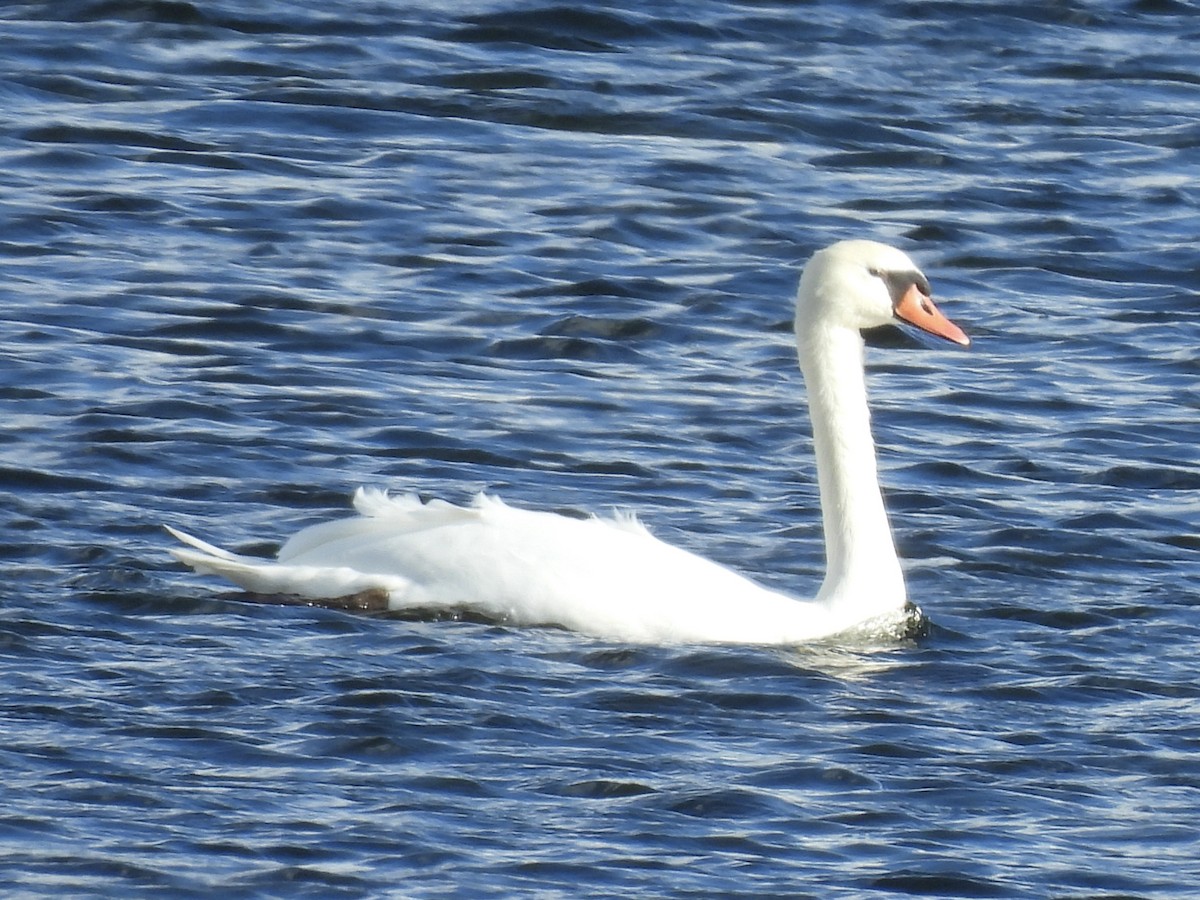 疣鼻天鵝 - ML644663022