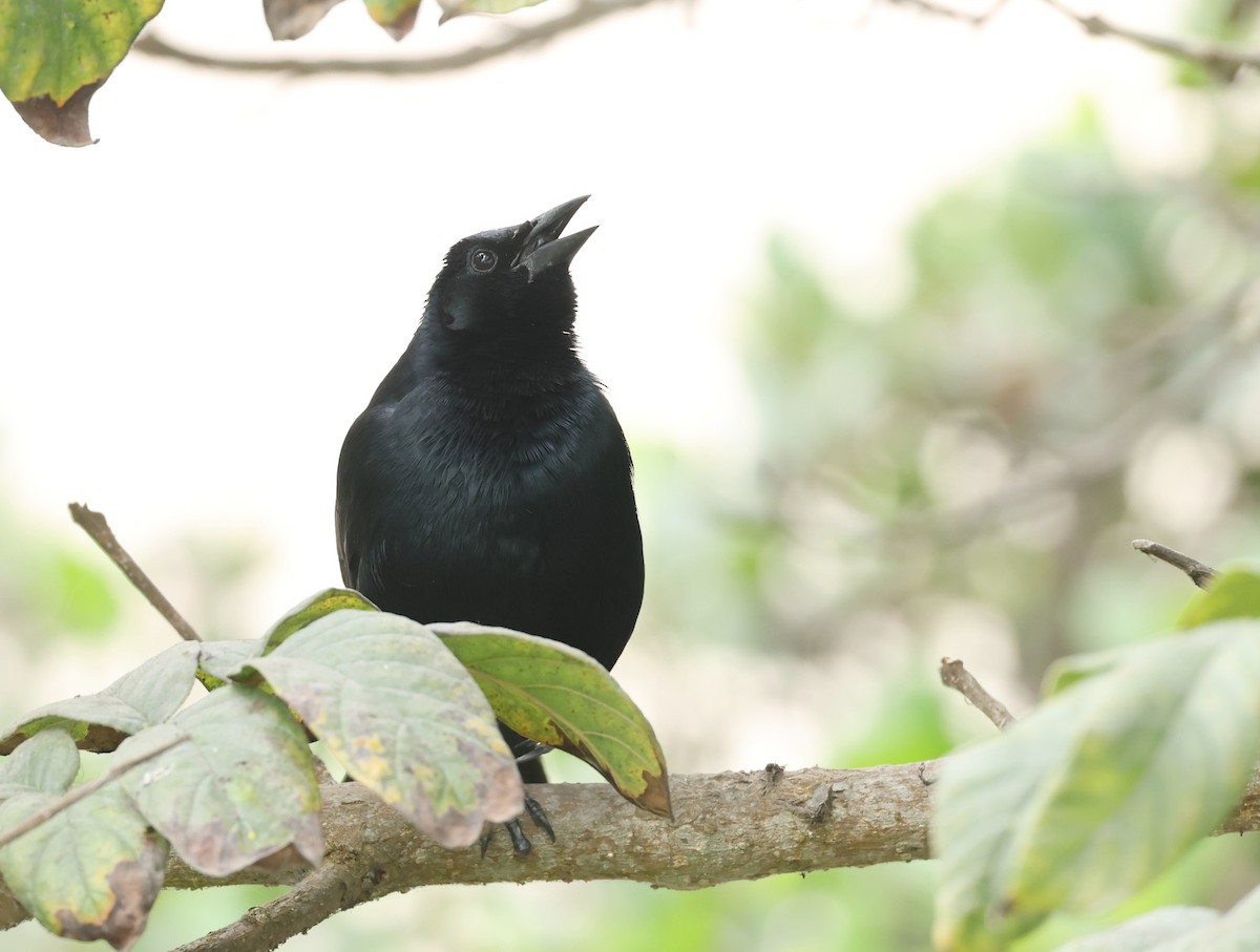 Scrub Blackbird - ML644663040