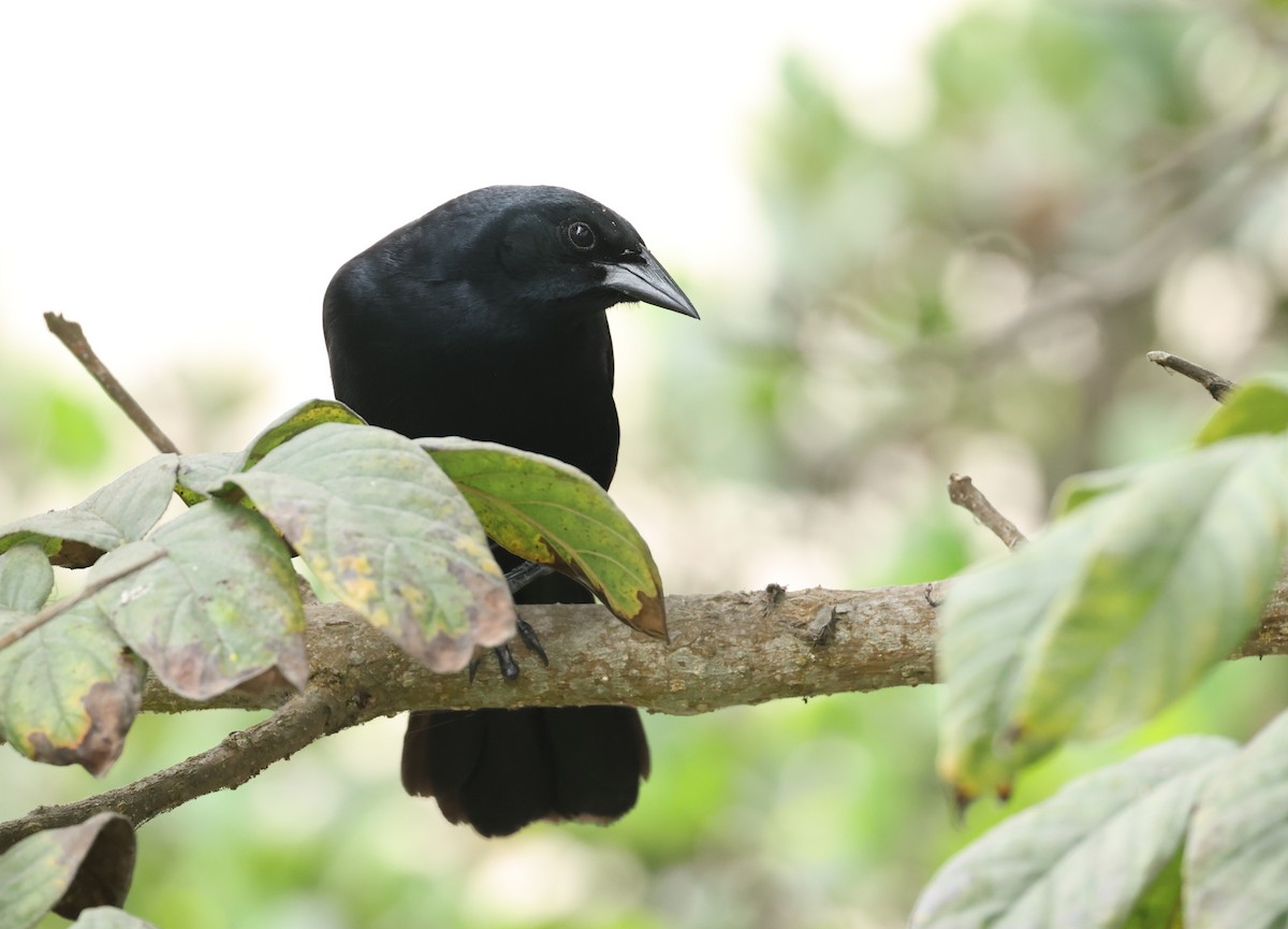 Scrub Blackbird - ML644663041