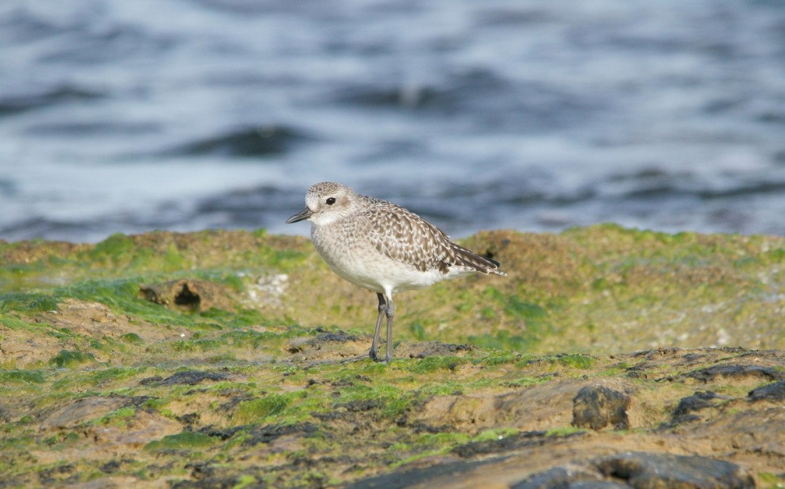 Black-bellied Plover - ML644663083