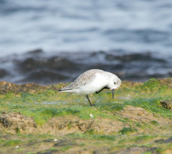 Песчанка - ML644663089