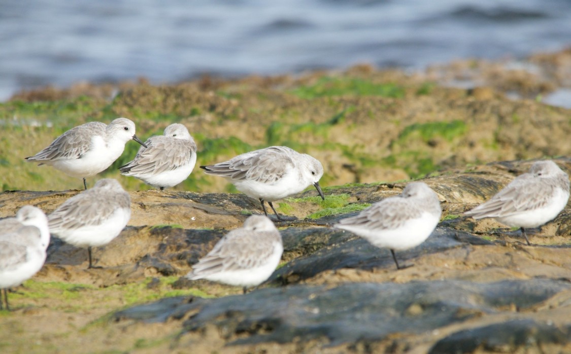 Песчанка - ML644663090