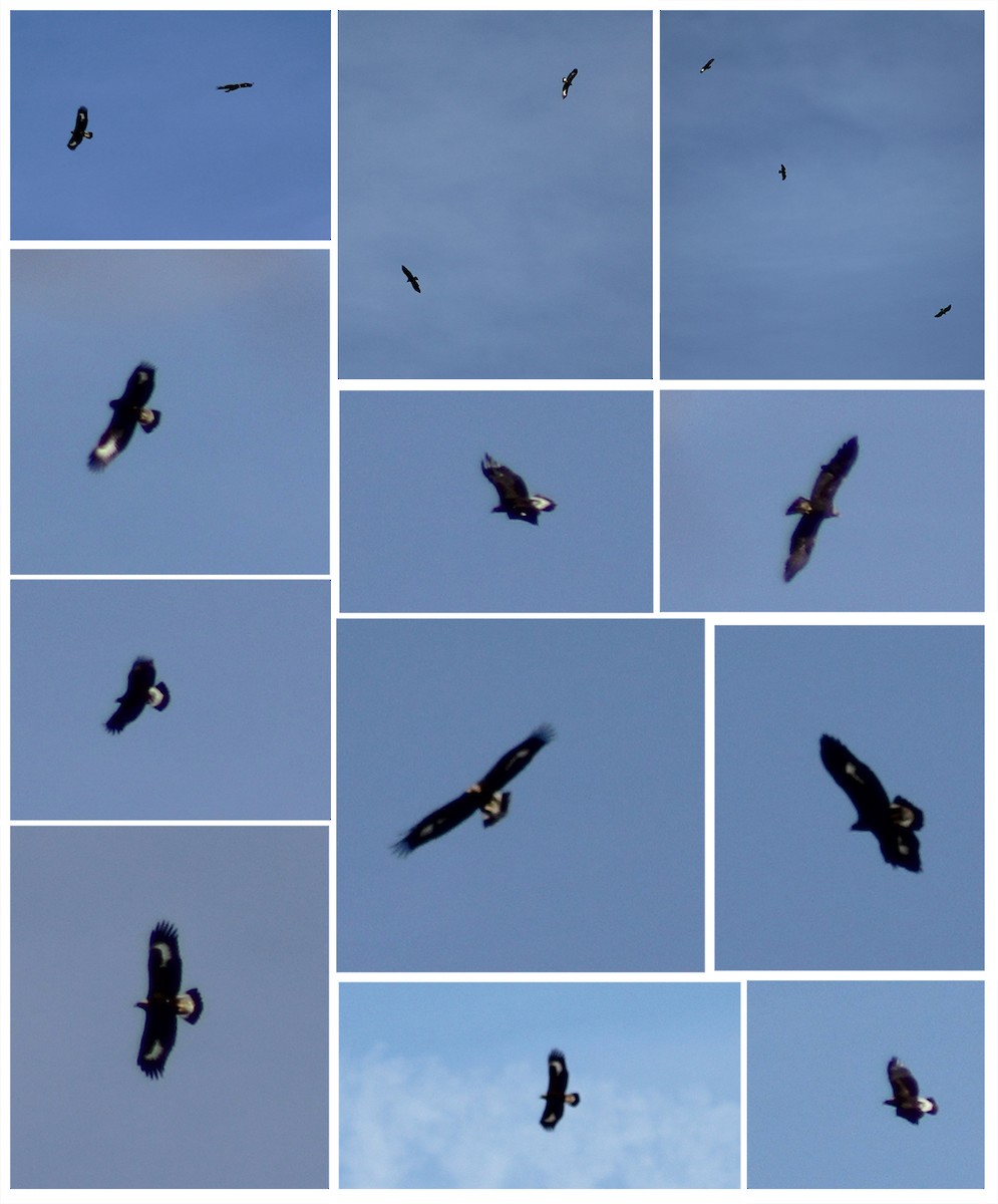 イヌワシ - ML644663096