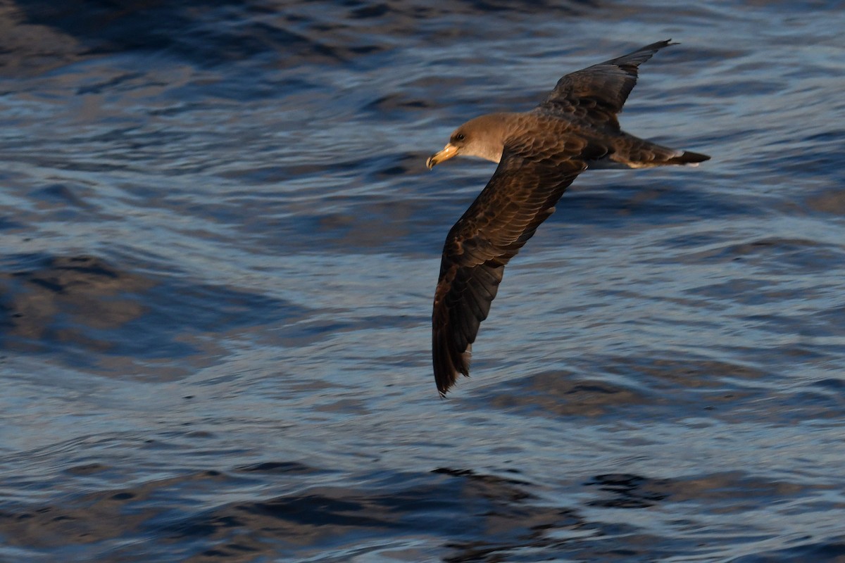 Cory's Shearwater - ML644663102