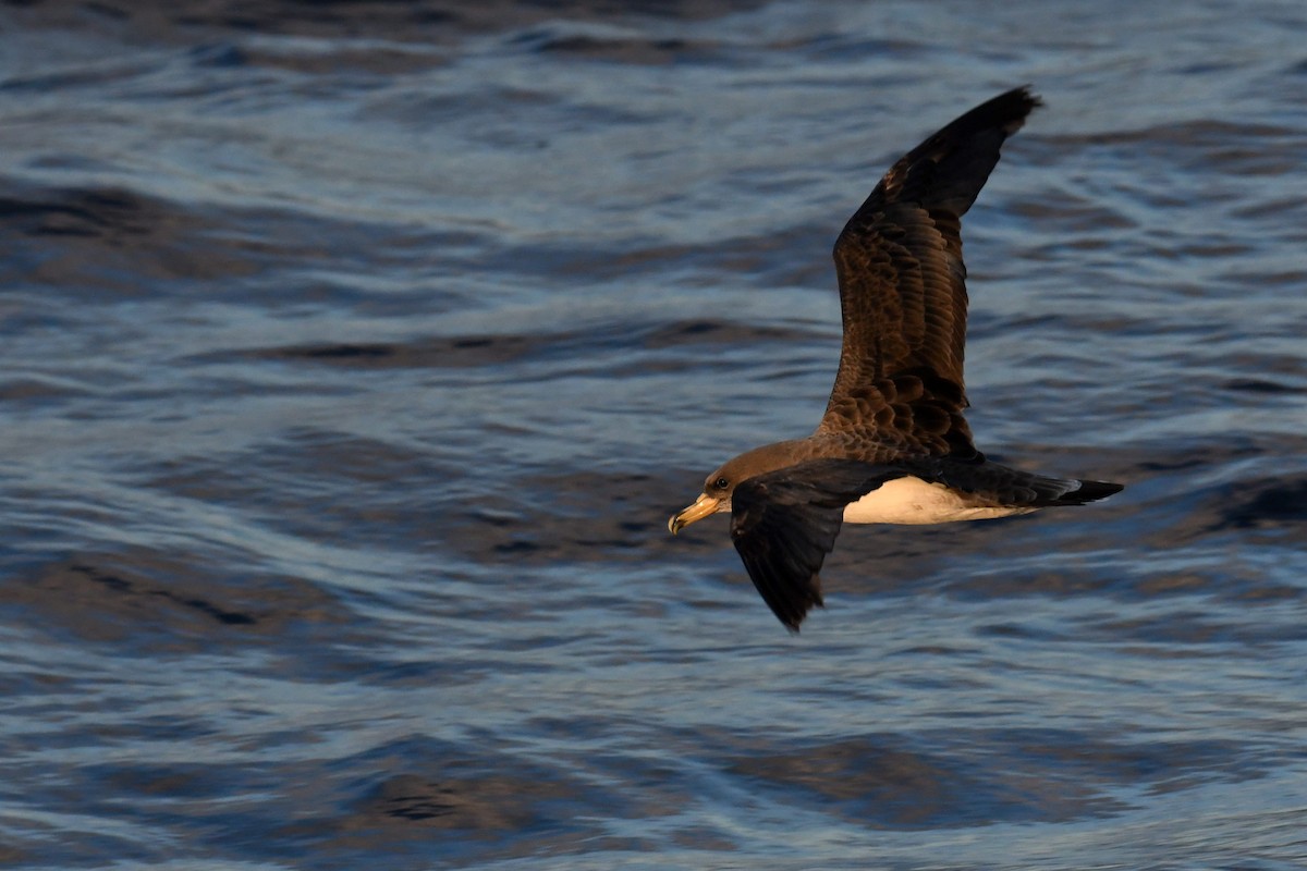 Cory's Shearwater - ML644663103