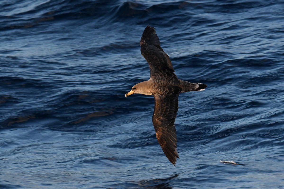 Cory's Shearwater - ML644663104