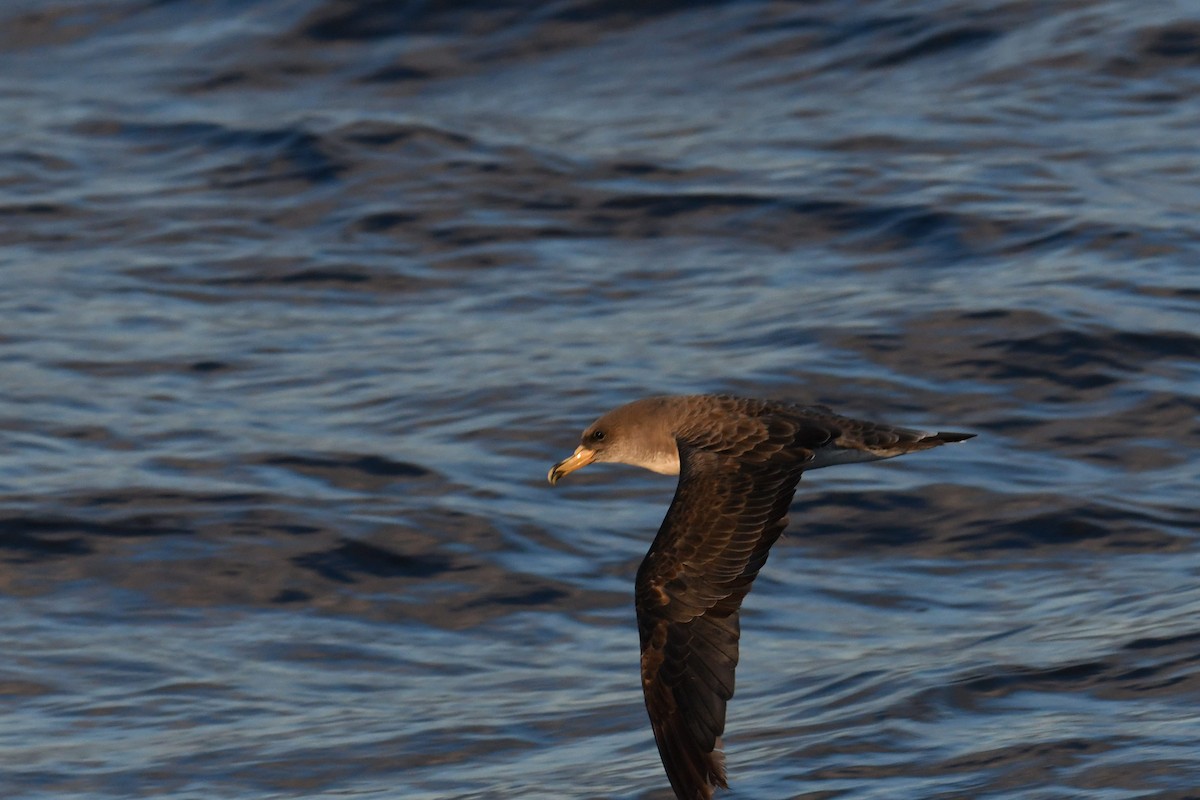 Cory's Shearwater - ML644663105