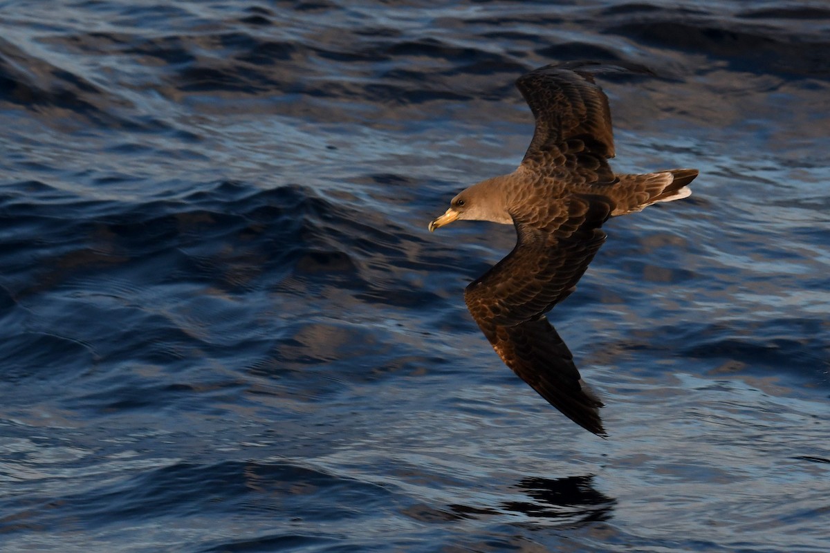 Cory's Shearwater - ML644663106