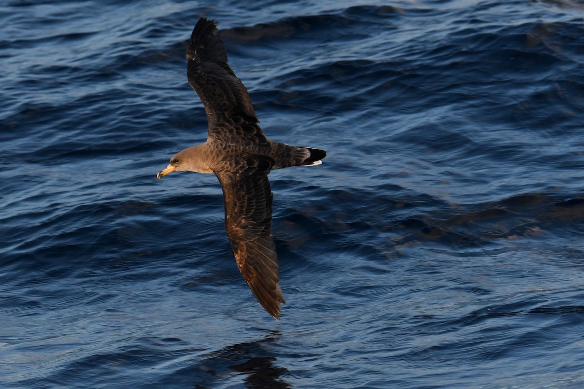Cory's Shearwater - ML644663107