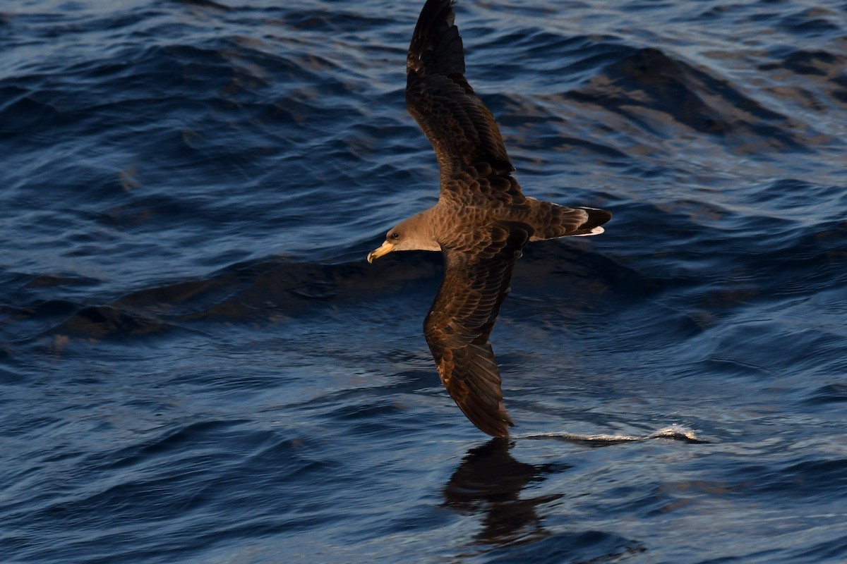 Cory's Shearwater - ML644663108