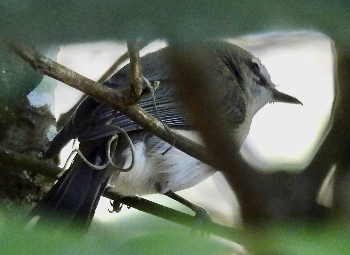 Brown Gerygone - ML644663119