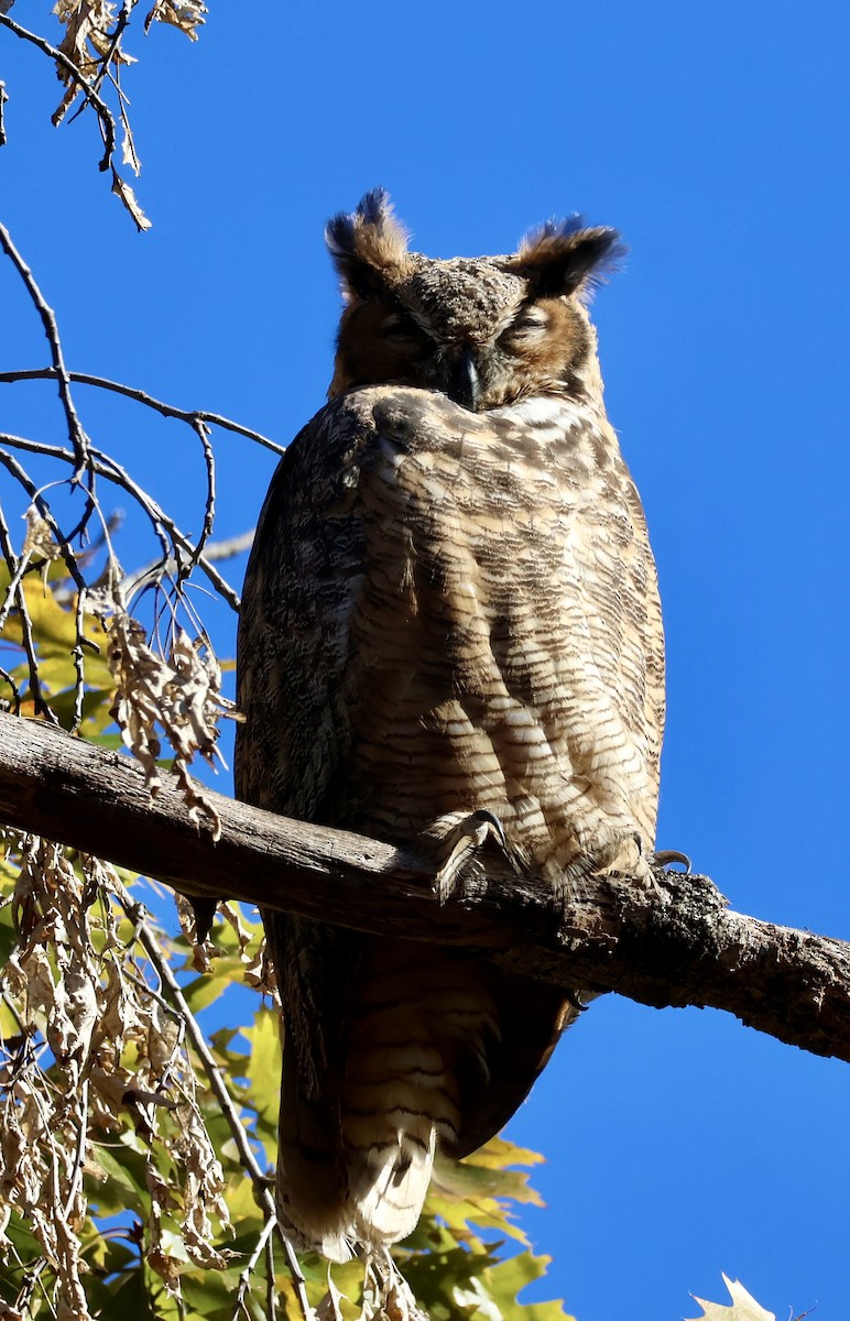 Great Horned Owl - ML644663120