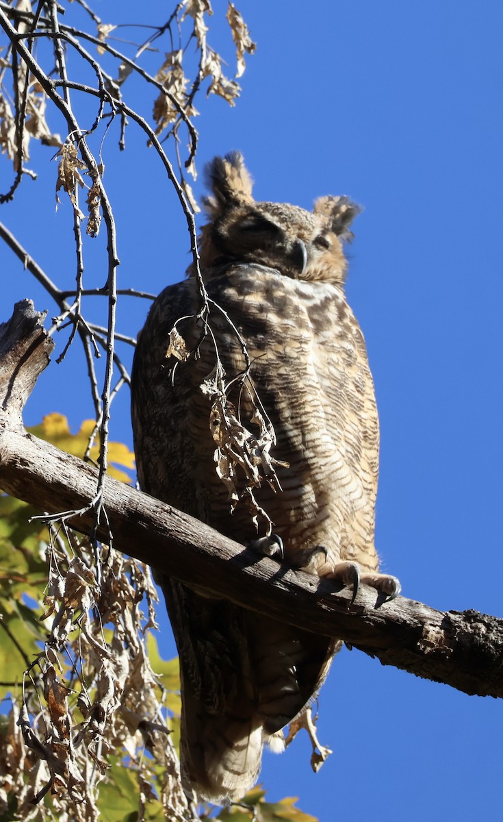Great Horned Owl - ML644663121