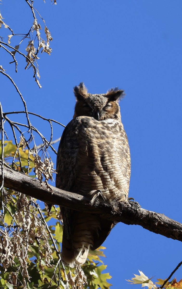 Great Horned Owl - ML644663122