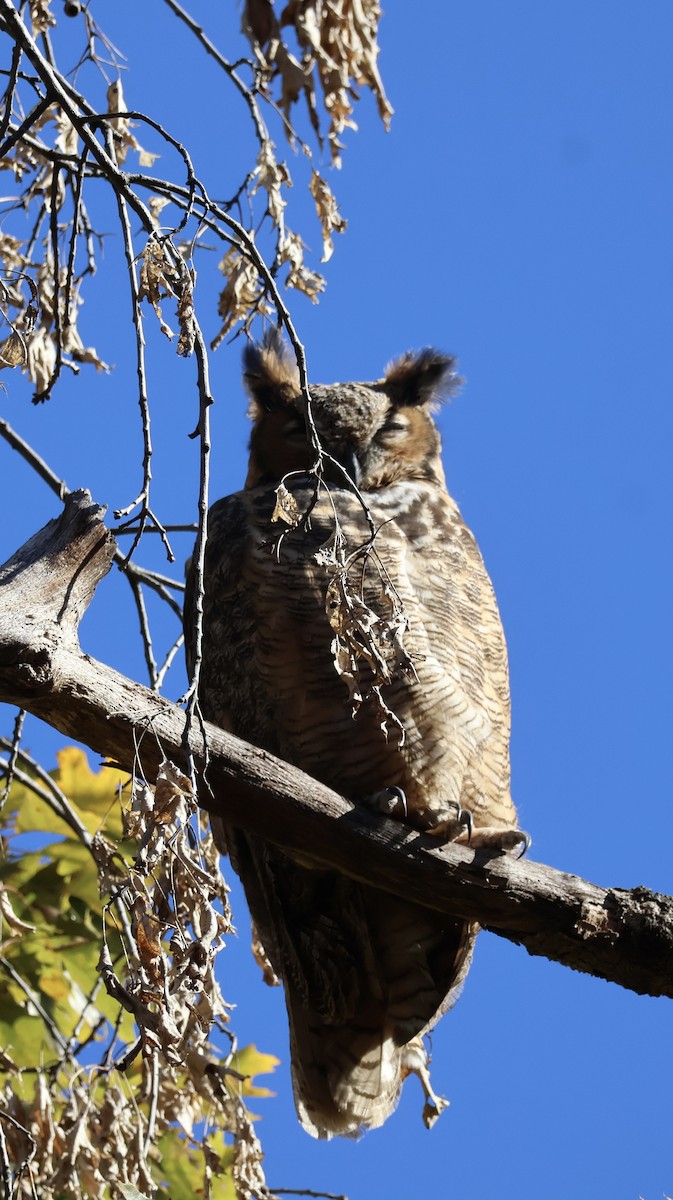 Great Horned Owl - ML644663123