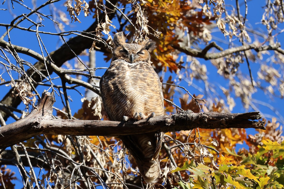 Great Horned Owl - ML644663126
