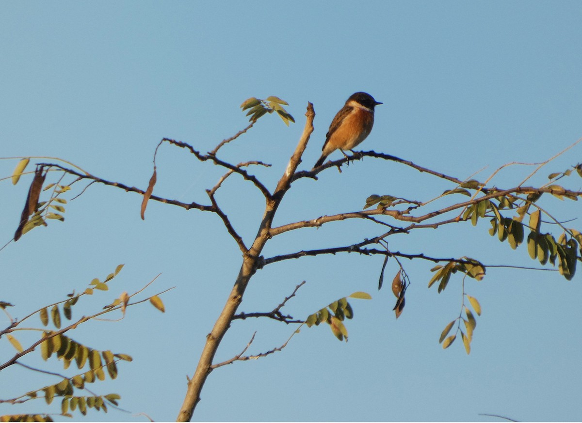 Трав'янка чорноголова - ML644663132