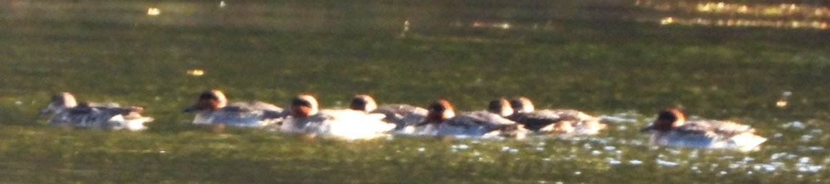 krikkand - ML644663133