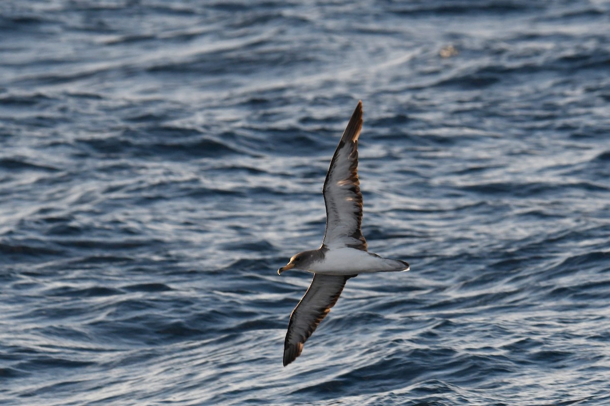 Cory's Shearwater - ML644663147