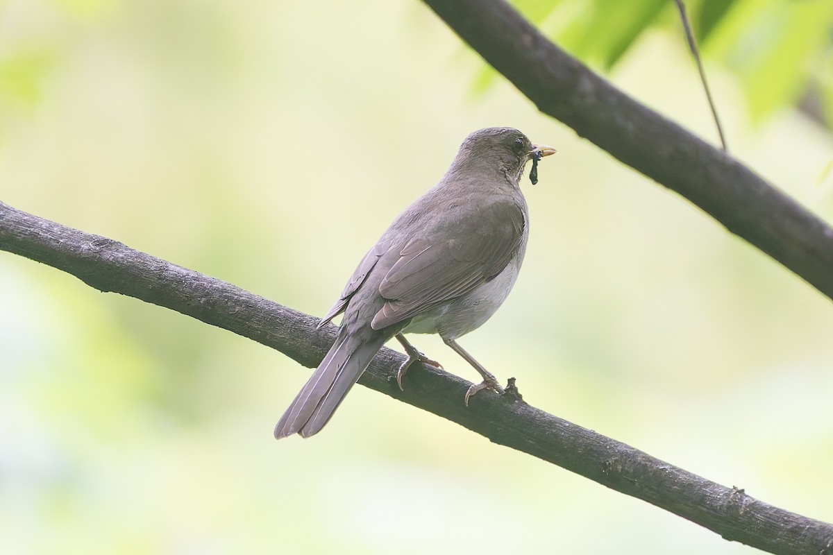 Creamy-bellied Thrush - ML644663148