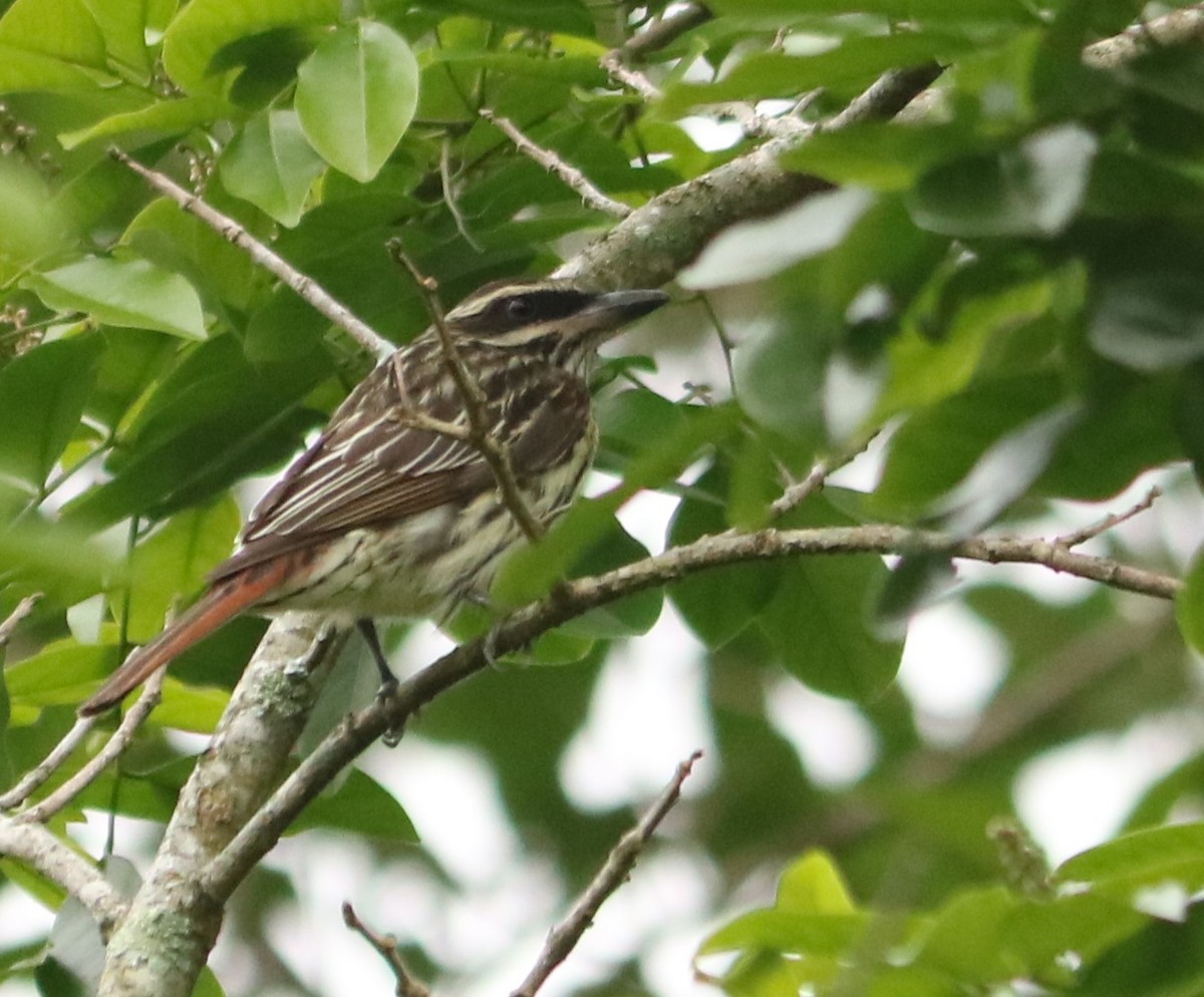 Streaked Flycatcher - ML644663156