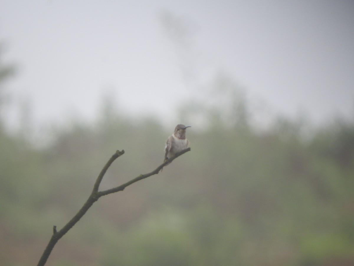 Colibri vesper - ML644663163